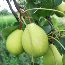 黄金坠梨