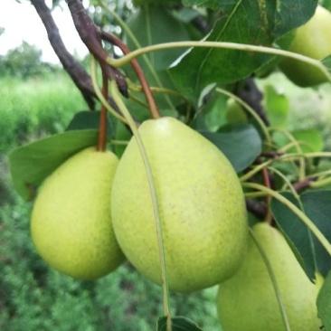 黄金坠梨
