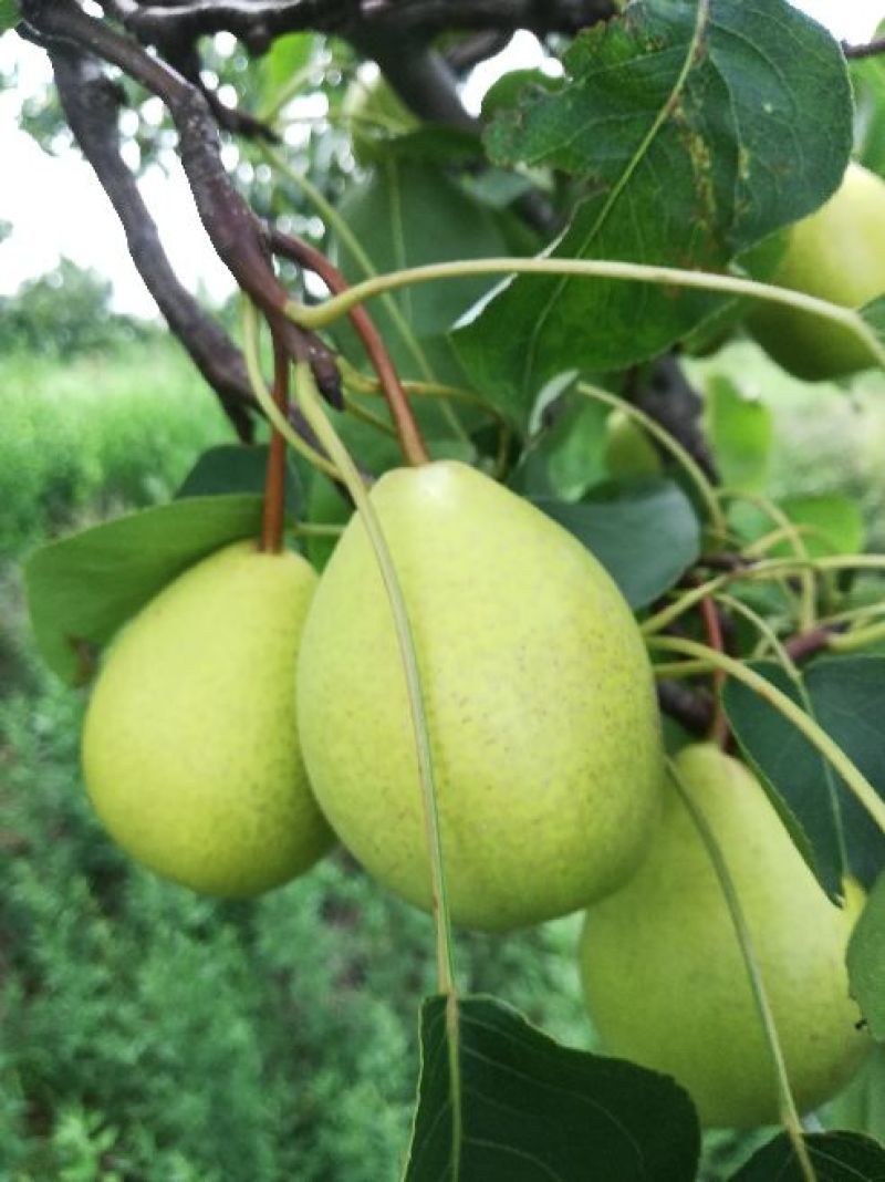 黄金坠梨