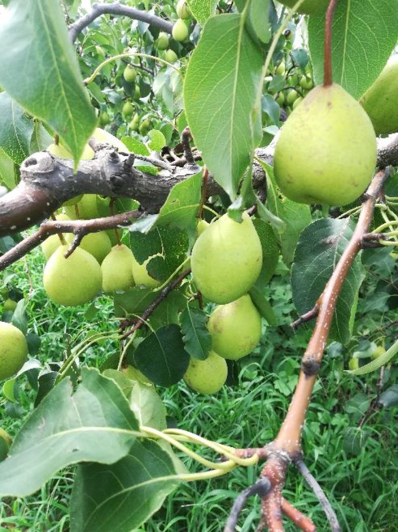 黄金坠梨