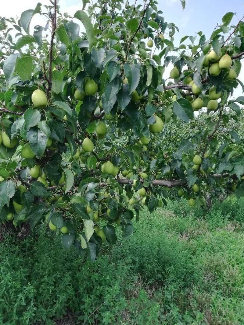 黄金坠梨