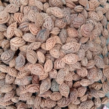 桃核