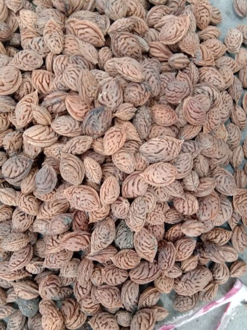 桃核