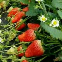红颜草莓苗，草莓苗基地，草莓苗，比较好管理的草莓苗品种
