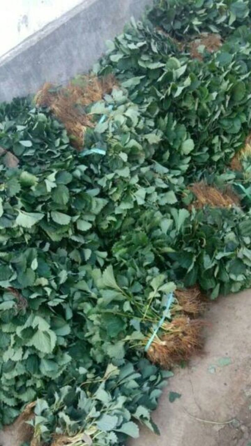 红颜草莓苗，草莓苗基地，草莓苗，比较好管理的草莓苗品种