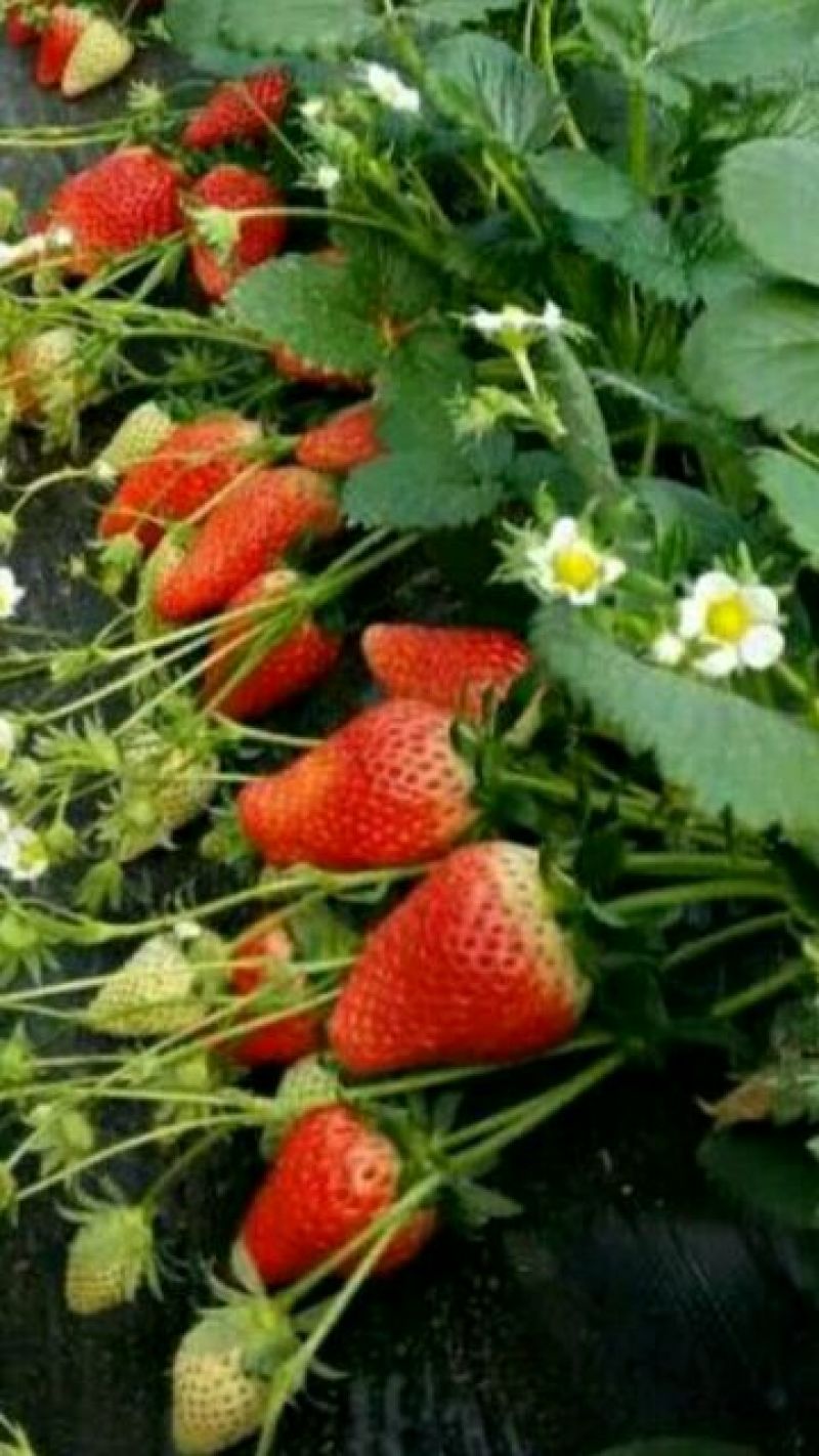 【牛奶草莓苗热卖】甜宝草莓苗大棚专用草莓苗草莓苗签合同