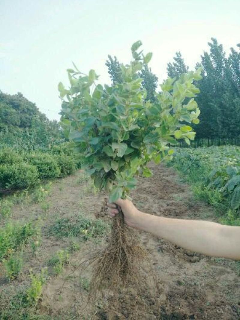 金银花苗