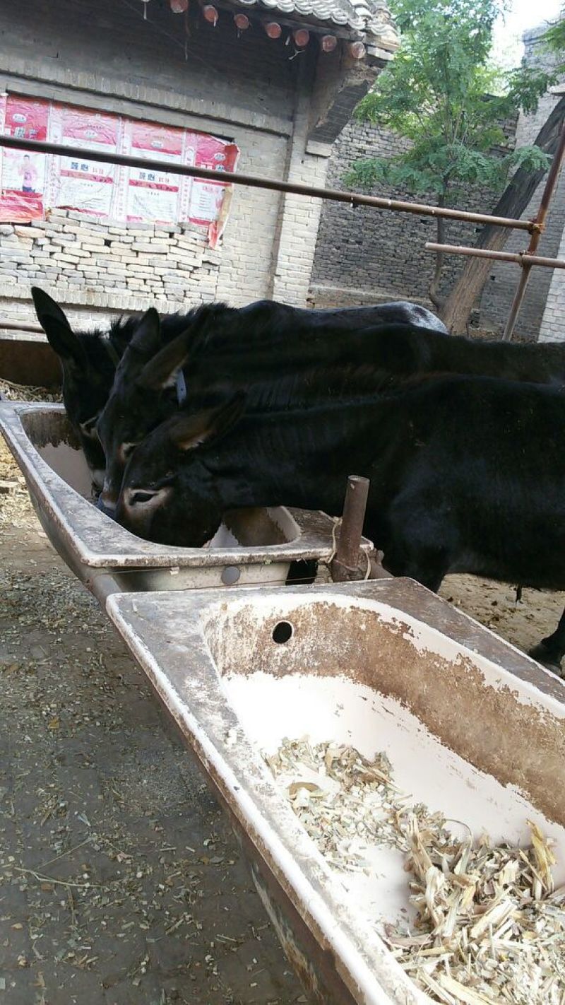 肉驴400~500斤