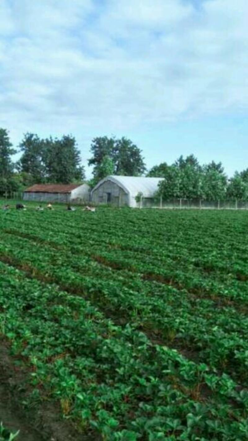 红颜草莓苗，红颜草莓苗育苗基地，草莓苗，包品种签合同
