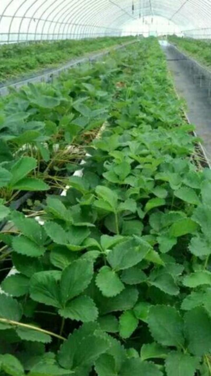红颜草莓苗，红颜草莓苗育苗基地，草莓苗，包品种签合同