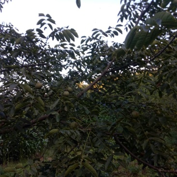青皮核桃。桐子果