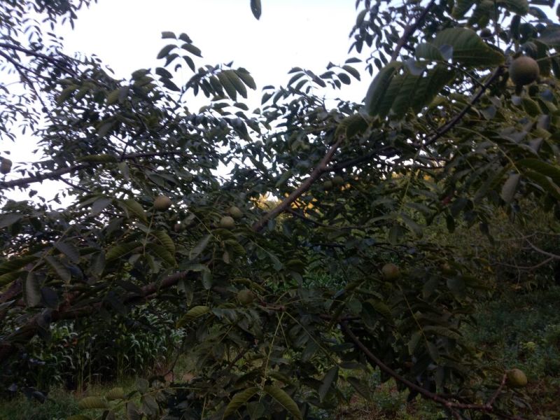 青皮核桃。桐子果