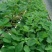 【热卖】草莓苗甜宝草莓苗草莓苗包品种签合同的放心草莓苗