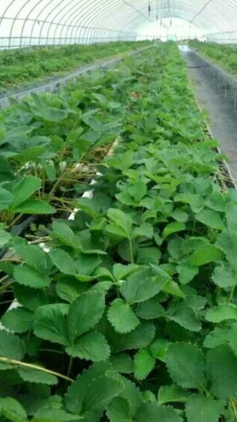 【热卖】草莓苗甜宝草莓苗草莓苗包品种签合同的放心草莓苗