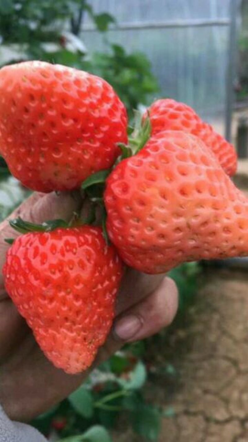【热卖】草莓苗甜宝草莓苗草莓苗包品种签合同的放心草莓苗