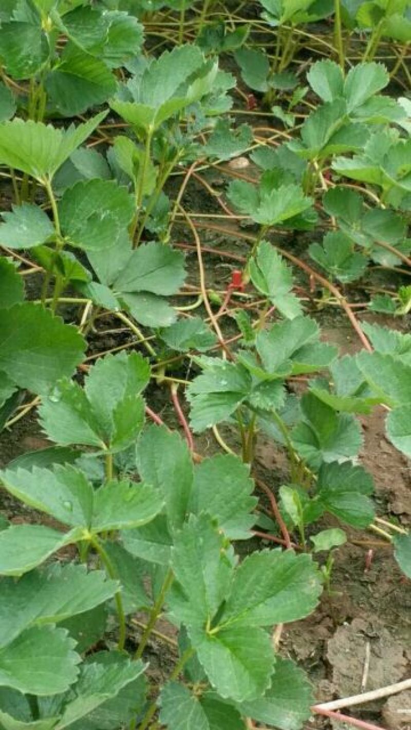 【热卖】草莓苗甜宝草莓苗草莓苗包品种签合同的放心草莓苗