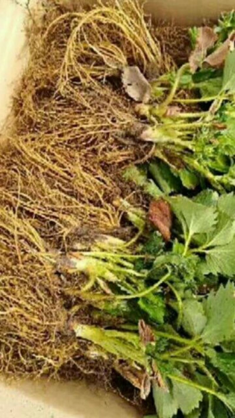 【热卖】草莓苗甜宝草莓苗草莓苗包品种签合同的放心草莓苗