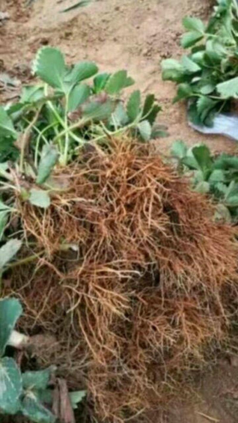 【热卖】草莓苗甜宝草莓苗草莓苗包品种签合同的放心草莓苗