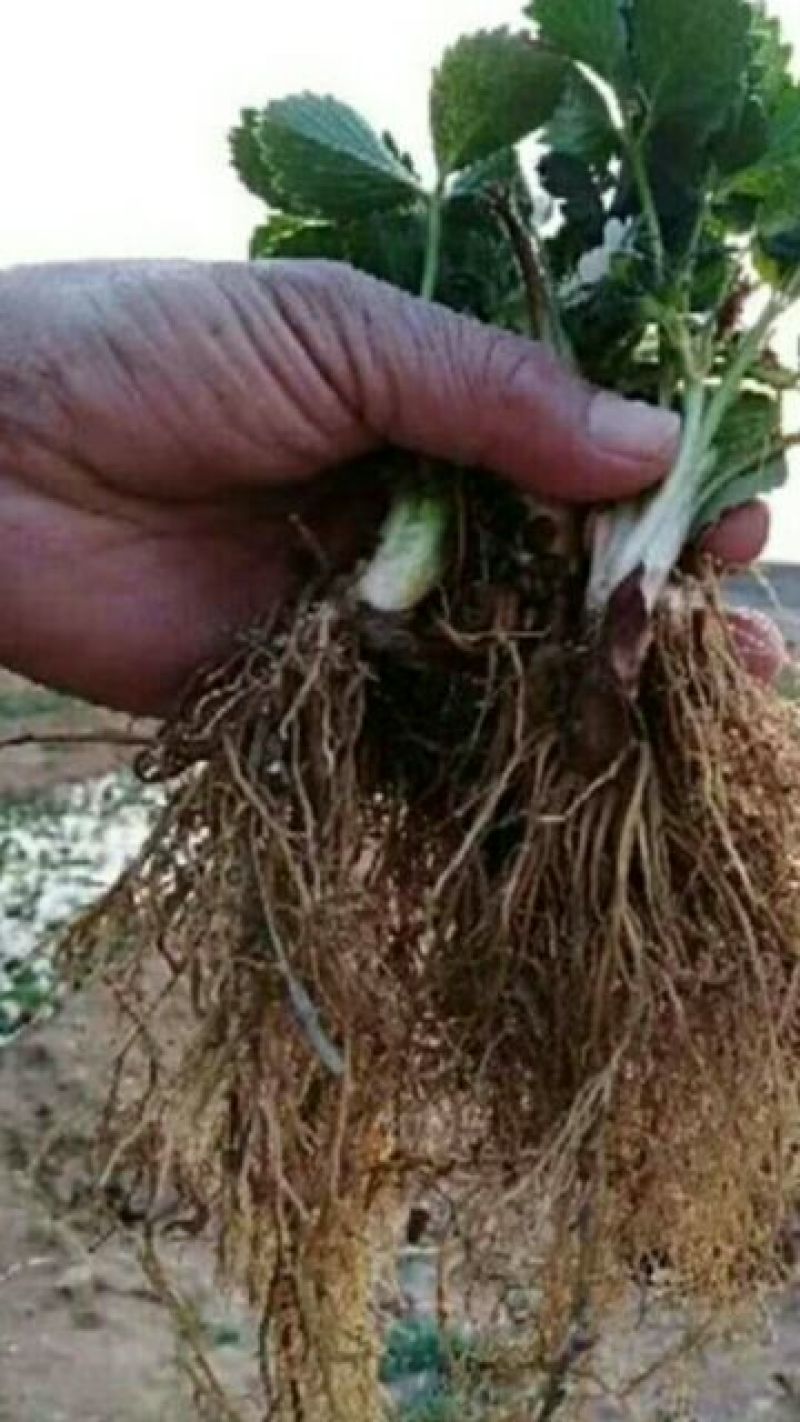 【热卖】草莓苗甜宝草莓苗草莓苗包品种签合同的放心草莓苗