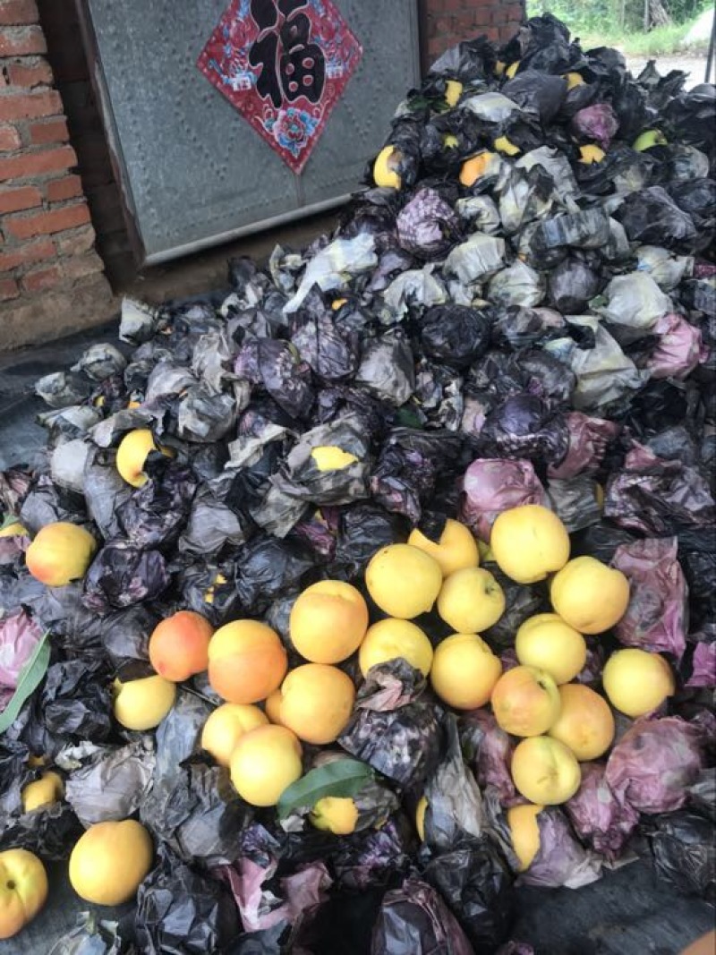 中油八号油桃3两以上