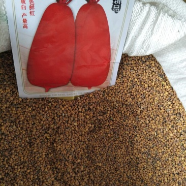 红萝卜种子