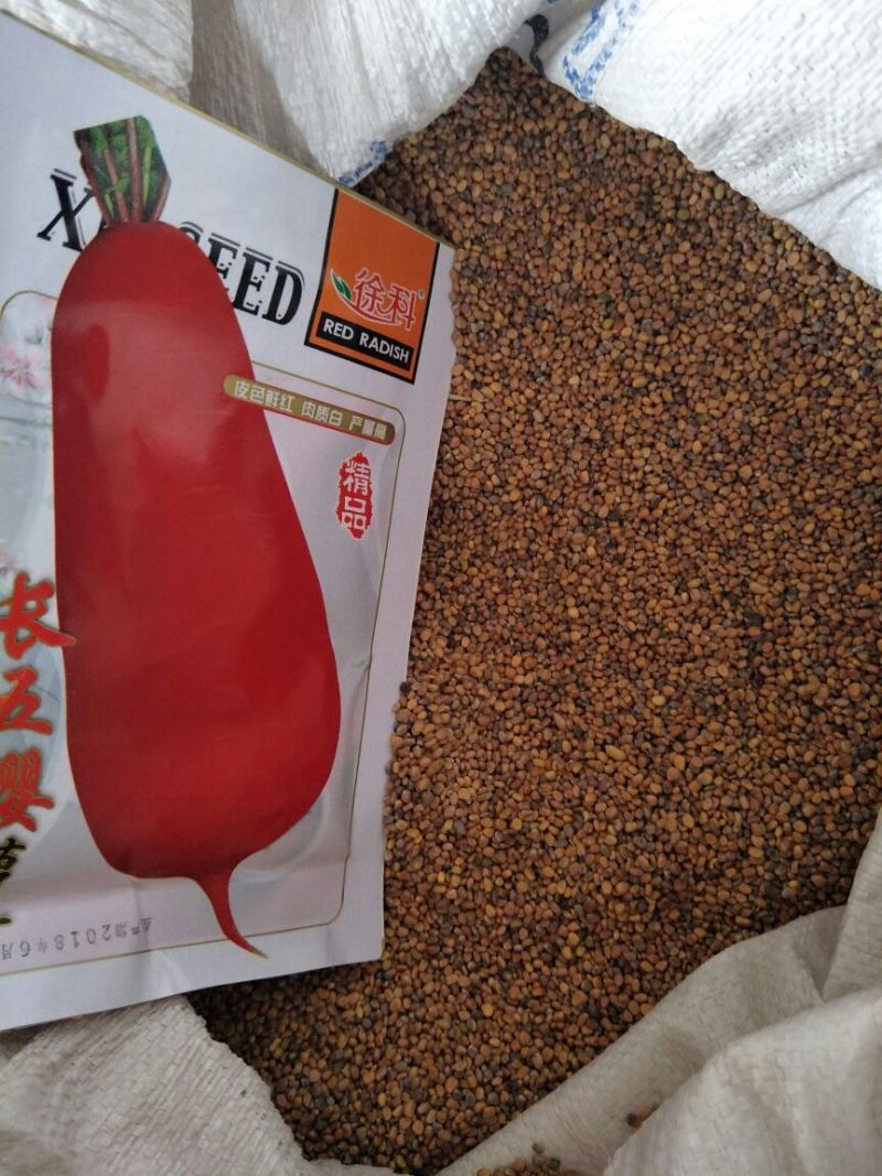 红萝卜种子