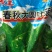 红萝卜种子