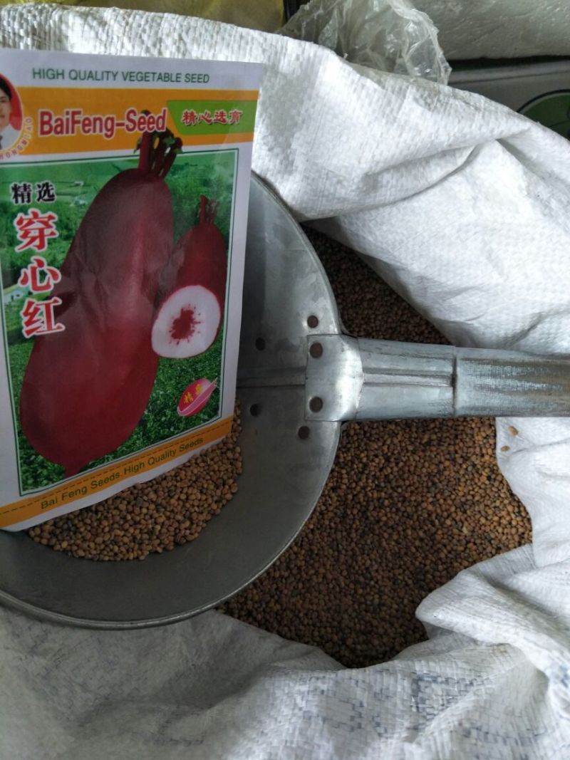 红萝卜种子