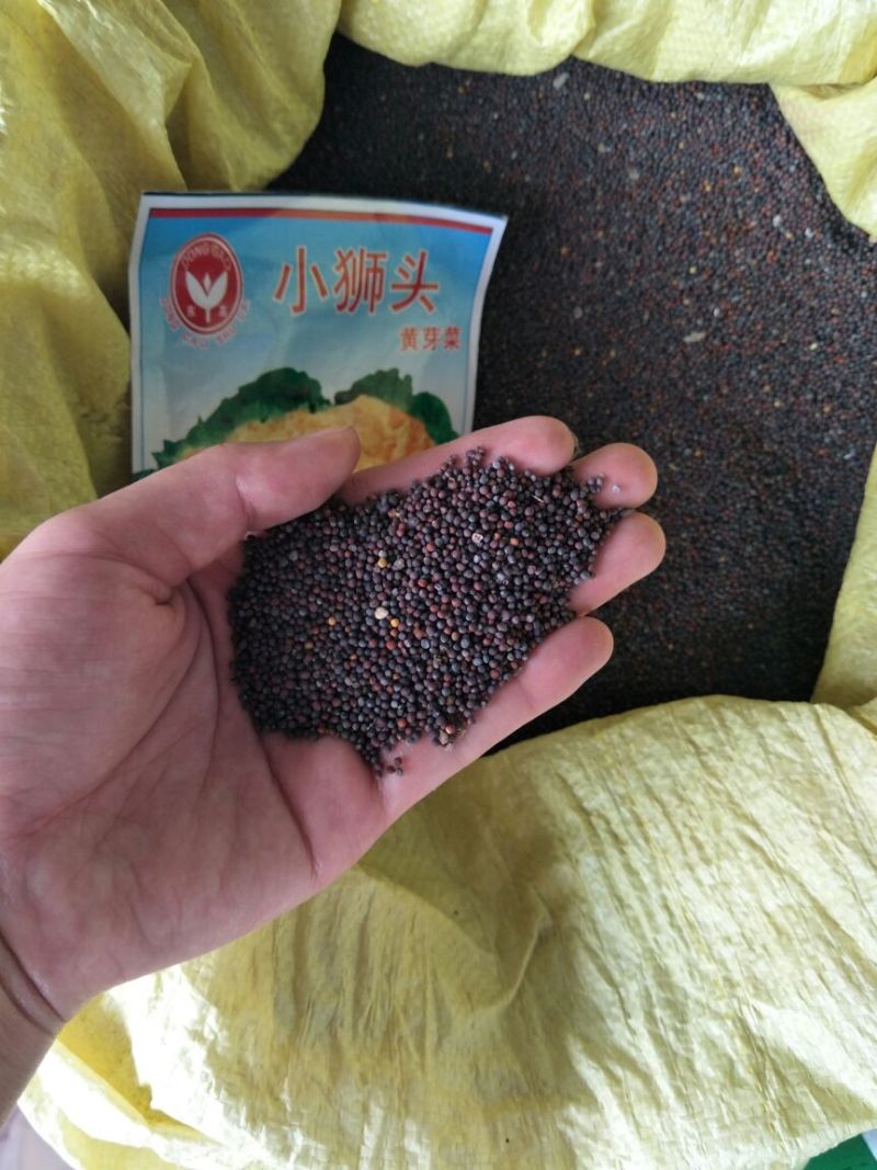 红萝卜种子