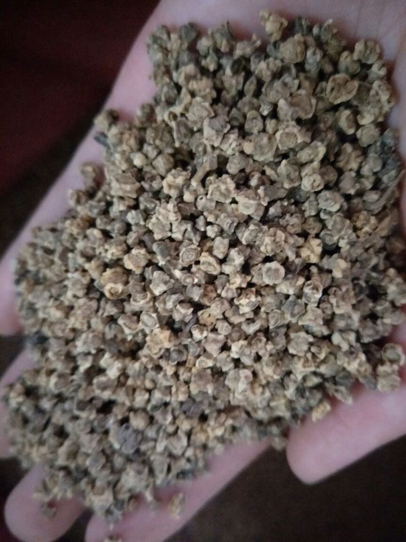 红萝卜种子