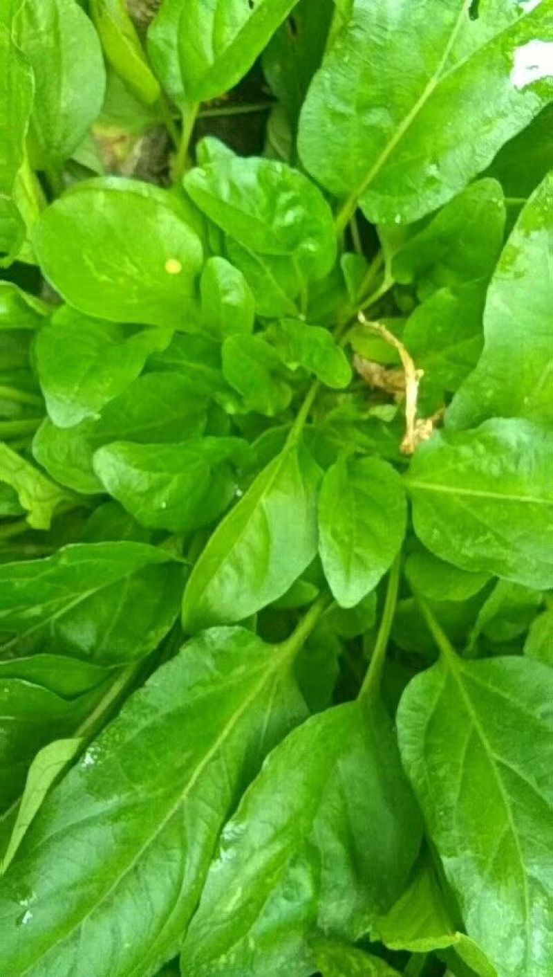 夏枯草