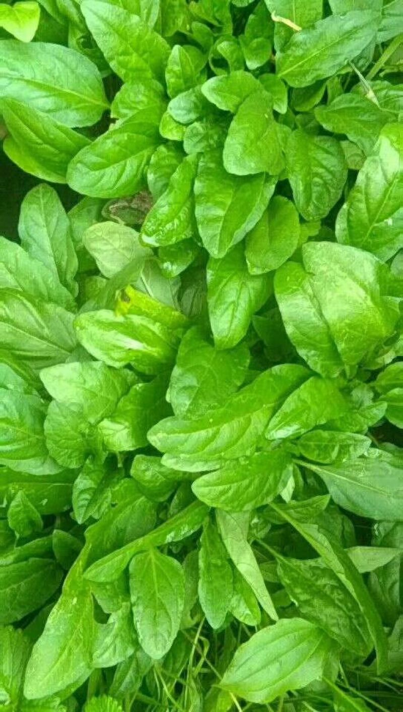 夏枯草
