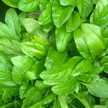 夏枯草