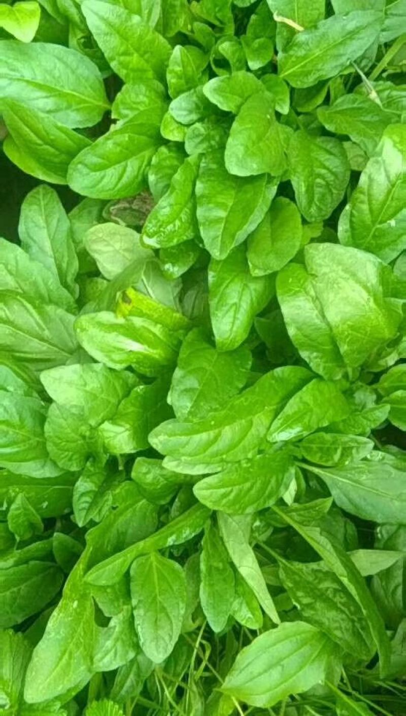 夏枯草
