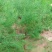 绿芦笋苗一年苗二年苗芦笋基地批发抗病产量高包成活包邮