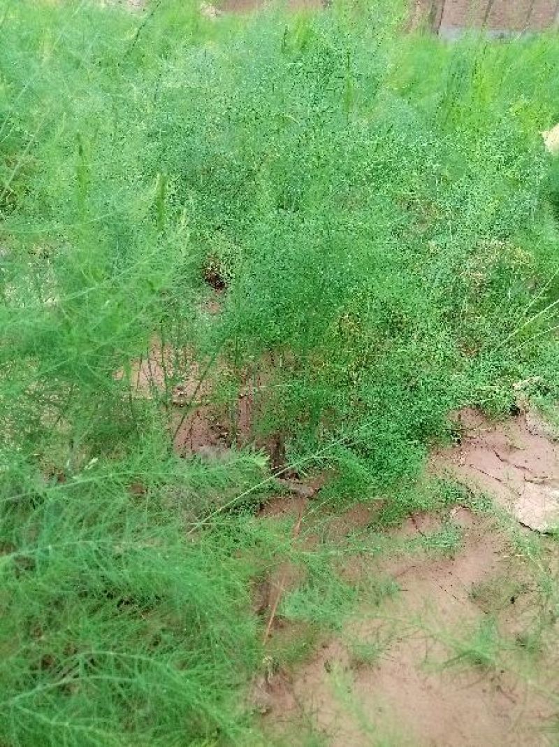 绿芦笋苗一年苗二年苗芦笋基地批发抗病产量高包成活包邮