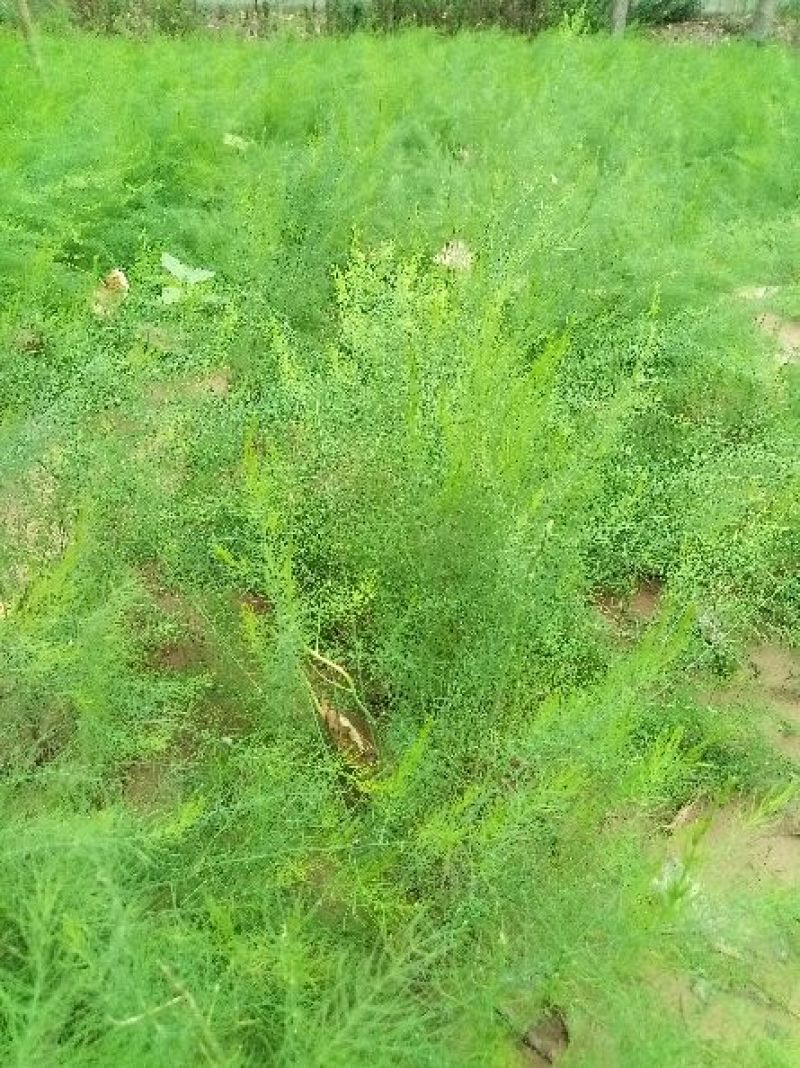 绿芦笋苗一年苗二年苗芦笋基地批发抗病产量高包成活包邮