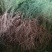 绿芦笋苗一年苗二年苗芦笋基地批发抗病产量高包成活包邮