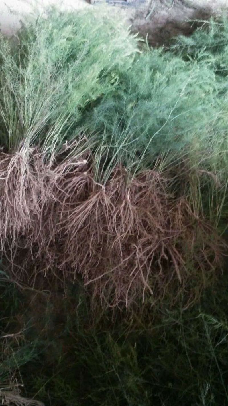 绿芦笋苗一年苗二年苗芦笋基地批发抗病产量高包成活包邮
