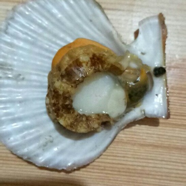 红扇贝