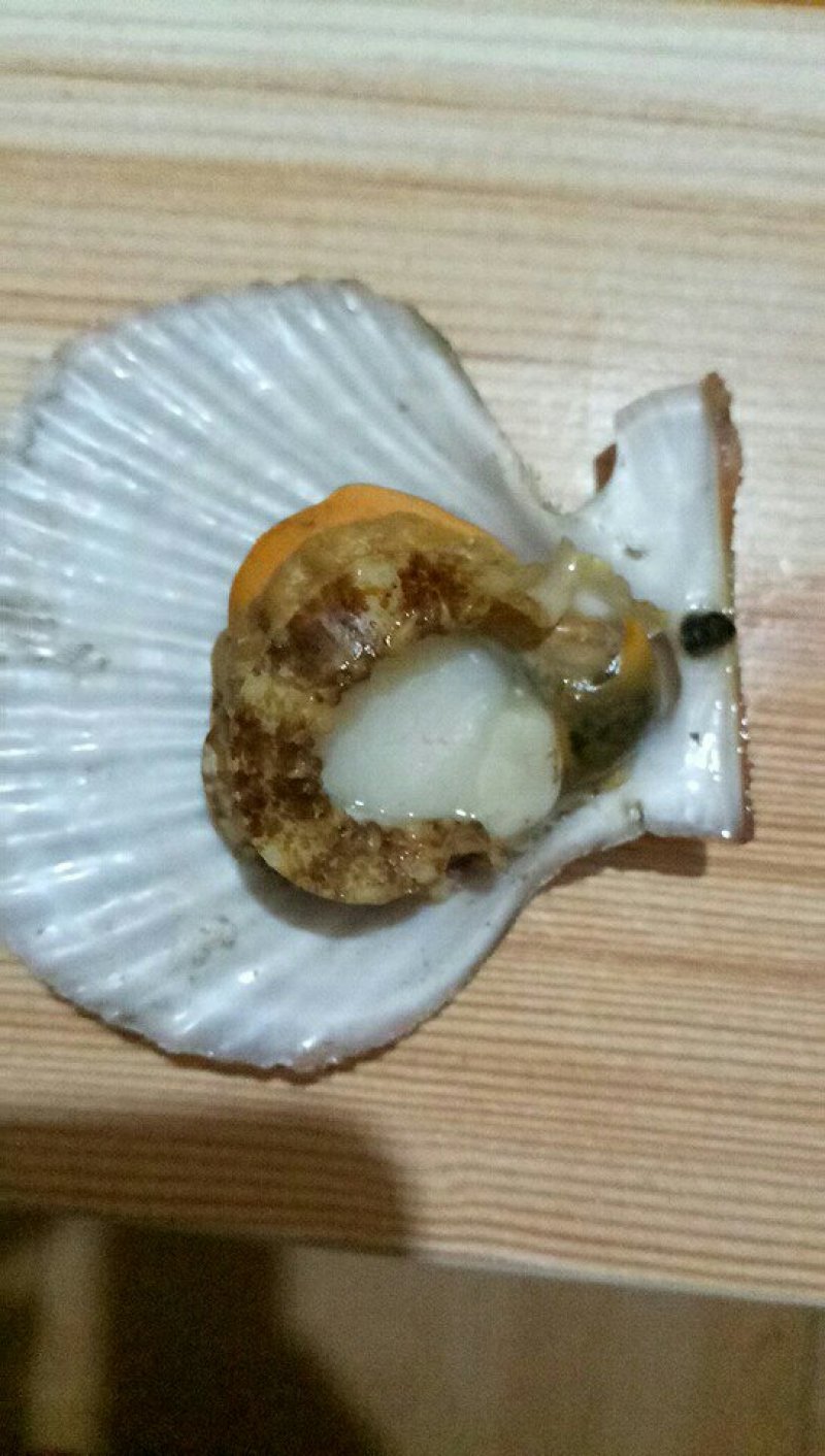 红扇贝