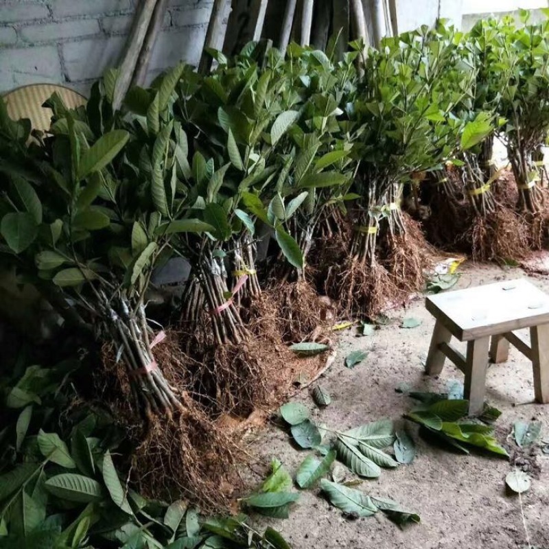 番石榴苗四季珍珠番石榴苗