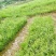 红根野蚕豆