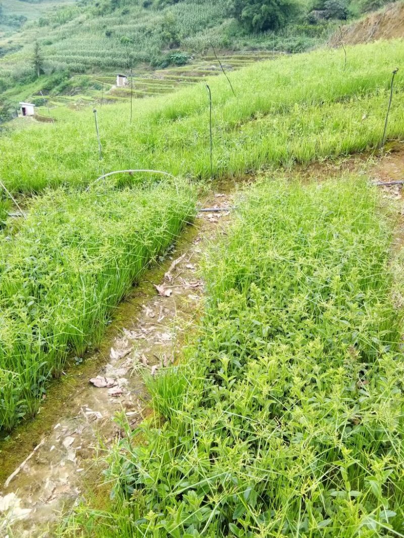 红根野蚕豆