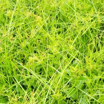 红根野蚕豆