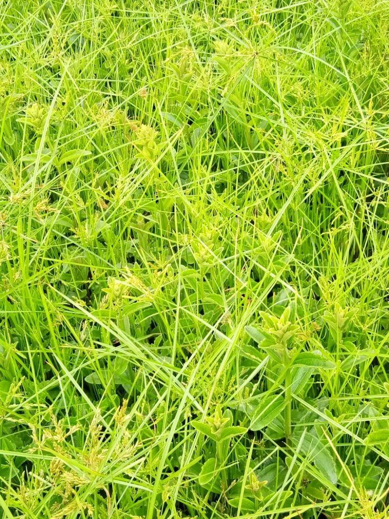红根野蚕豆