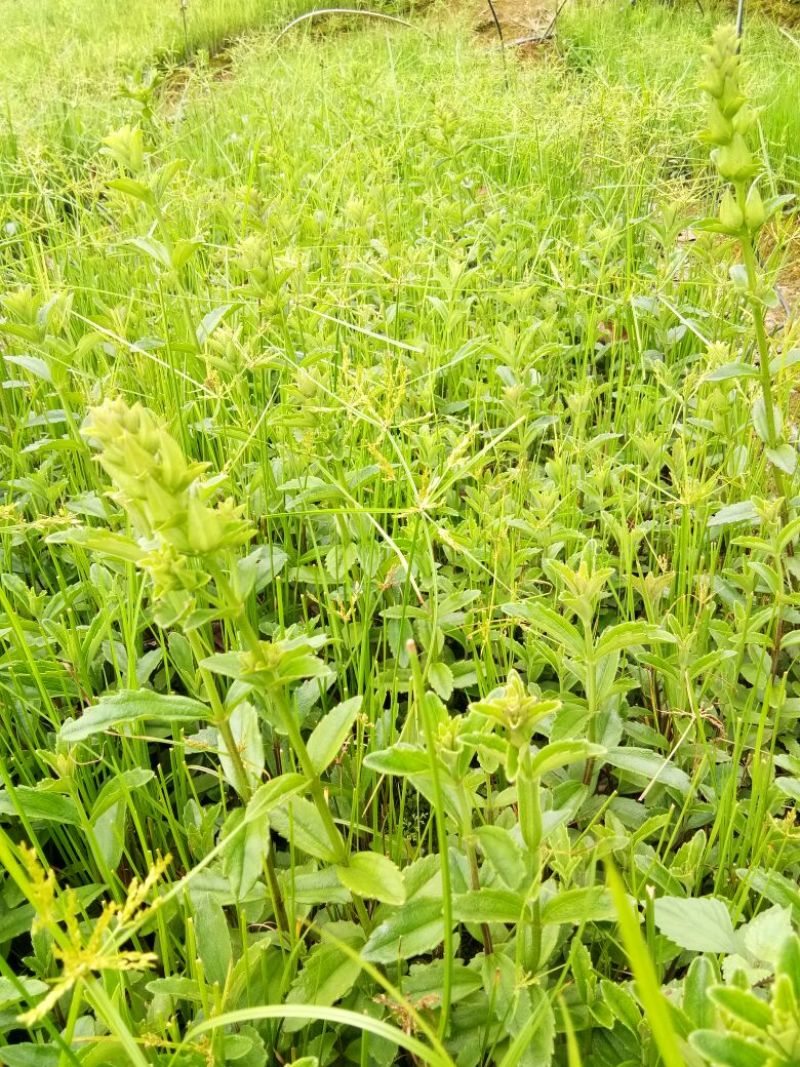 红根野蚕豆