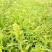 红根野蚕豆
