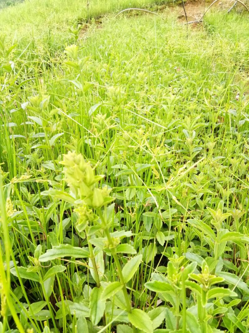 红根野蚕豆