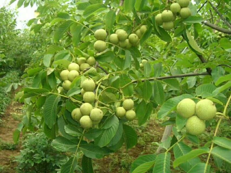 青皮核桃30mm以上青皮湿